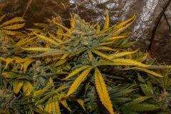 Cookies Kush