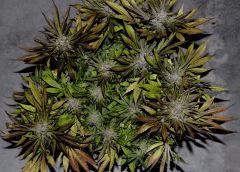Sweet Love en Flo