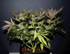 Sweet Love en Flo