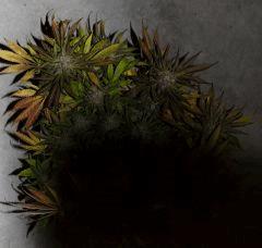 Sweet Love en Flo