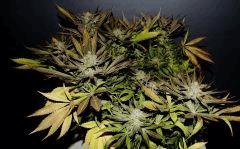 Sweet Love en Flo