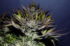 Sweet Love en Flo