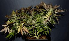 Sweet Love en Flo