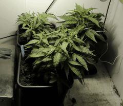 CBD Somango et Amnésia  bouture