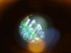 C48 - F57 w