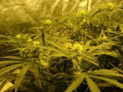 Amnesia Haze RQS (5 plants) - 100% Bio - 400 W HPS - 1m2 - 20161014