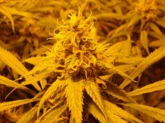 C48 - F57 c