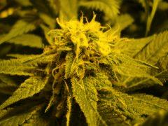 C48 - F57 q