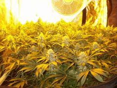 C48 - F57 i