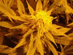C48 - F57 f