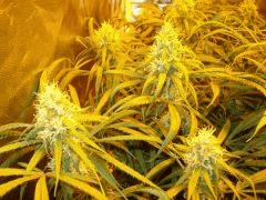 C48 - F57 k