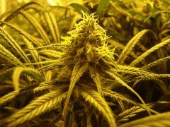 C48 - F57 l