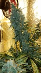FLO+78 & Cut - 2 Cookies + 1 Tangerine Dream