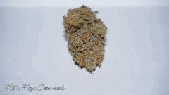 NL5 HAZE A
