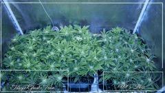 FLO +30 scrog avec TGT & NL5 HAZE