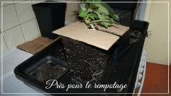 rempotage 5