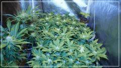 FLO +30 scrog avant fermeture Vue droite