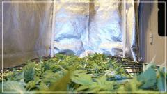 FLO +7 scrog Vue gauche
