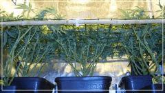FLO +30 scrog sous grillage