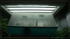 Germination des semis