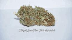 TANGIE GHOST TRAIN A