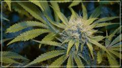 FLO +50 Tangie Ghost Train Bud