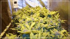 FLO +50 scrog Vue droite