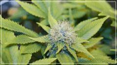 FLO +50 ACID#3 Bud