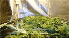 FLO +7 scrog Vue droite