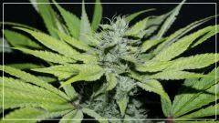 FLO +50 Chicle Bud