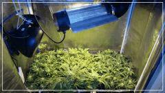 FLO +30 scrog avant fermeture dessus