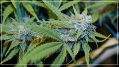 FLO +50 Nl#5xhaze Bud