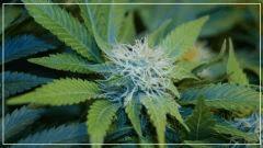 FLO +40 Acid#3 Bud