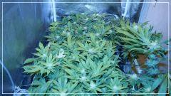 FLO +30 scrog avant fermeture Vue gauche