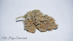 NL5 HAZE B