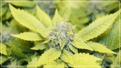 FLO +50 ACID#2 Bud