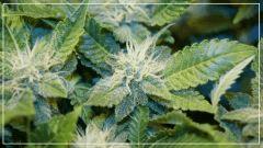 FLO +40 Acid#1 Bud