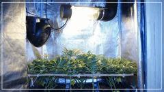 FLO +30 scrog avant fermeture face