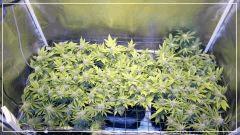 FLO +50 scrog Vue dessus