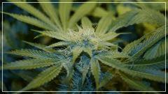 FLO +40 Tangie Ghost Train Bud
