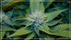 FLO +40 Acid#2 Bud