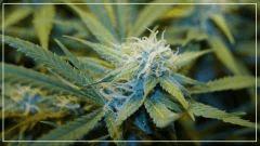 FLO +40 NL#5 Haze Bud