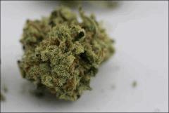 Canna1188