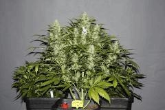 Cool Pépèrtoual Mix Cross Bordel - CBD Somango Cro +15 Flo+3  Flo+46
