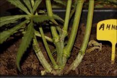Flo71 25  amnesia