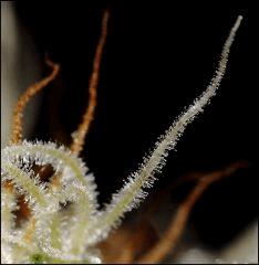 Flo71 24  CBD Somango