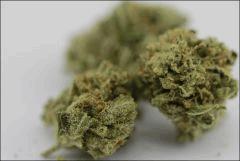 Canna1187