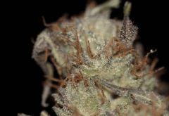 Bud sec de Sex Bud