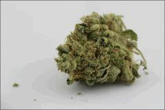 Canna1186