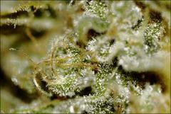 Flo71 20  CBD Somango